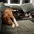 German Shepard mix puppy URGANT 2 thumbnail