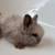 Angora Rabbits 6 thumbnail