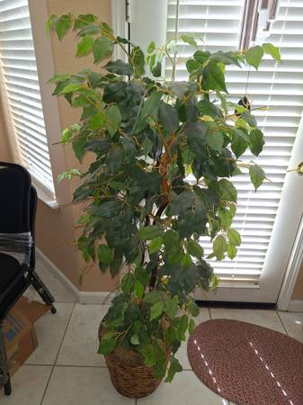 Deluxe Faux Ficus tree 58 inches tall 1
