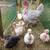 2 month Old chickens hens pullets cold hardy all female chicks 22 thumbnail