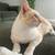Free flame point Siamese 2 thumbnail