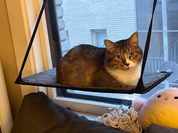 *LOST CAT* Brown tabby with white (East Isles)64203736222722121