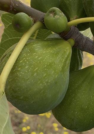 FIGS Desert King 1
