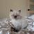 Rehoming Kitten 1 thumbnail
