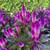 Emerald Green Arborvitae $8.99 most 2ft + 7 thumbnail