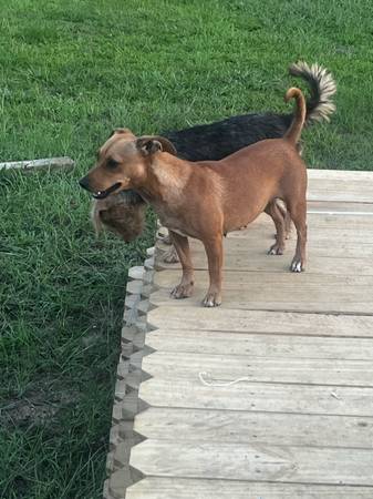 Perros jóvenes y pequeños necesitan hogares (Altha)63383014818817120