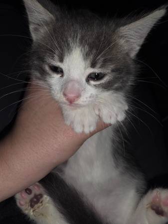 Kittens for rehoming63937539997826123