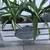 Spider plants in a cute French country wooden basket 2 thumbnail