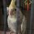 Cockatiels for sale 5 thumbnail