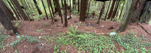 Garbage in the woods (Freshwater)63407254940289124