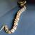 Enchi, Orange Dream, possibly confusion Ball Python 3 thumbnail