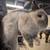 8 month bunny 2 thumbnail