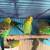 Parakeet 2 thumbnail