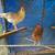 Hens and Roosters for sale 2 thumbnail