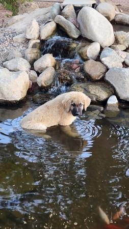 Saint Bernard mix (Pahrump)63860185530625124
