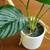 Artificial indoor plant decor 8 thumbnail