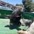 Kunekune pig 1 thumbnail