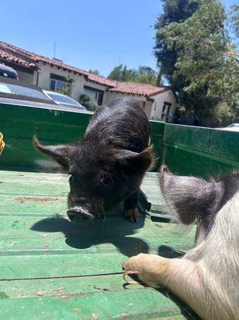 Kunekune pig 1