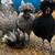 Polish Chickens 3 thumbnail