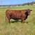 22 fall cows/pairs 5 thumbnail