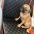 Pugapoo all girls 150  adoption fee 1 thumbnail