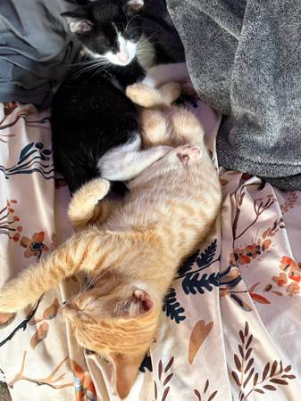 Two Tuxedos 1