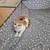 Female Orange and White Kitten 1 thumbnail