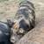 KuneKune and American Guinea Hogs, prices vary-$200 8 thumbnail