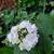hydrangea plants.   30 different varieties. 6 thumbnail