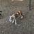 Puppies looking for forever home. 3 thumbnail