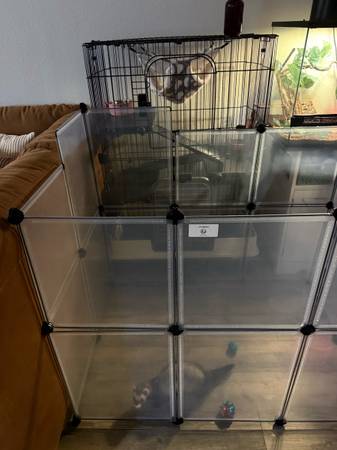 Ferret (Melbourne)63867089615491122