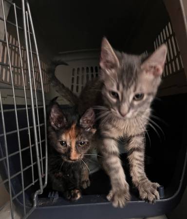Cats for Rehoming Varied Ages. Small Adoption Fee.63873144626051120