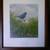 "Indigo Bunting" by Owen Gromme (1896 - 1991) signed/numbered 1 thumbnail