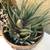 Jade and zebra plants in a pair of glazed pots 4 thumbnail