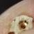 BELOW MELT ($166) 14k Gold Treasures of Hawaii Plumeria Earrings 4 thumbnail