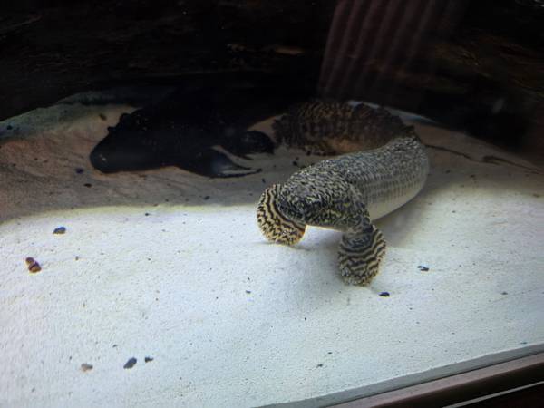 tropical fish (Elyria)63907874337411122