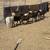 Plyway rams 1 thumbnail