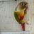 Green cheek conure 2 thumbnail
