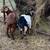 Goats for sale 5 thumbnail