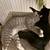 3 Awesome Bonded Foster Cats need a special home 7 thumbnail