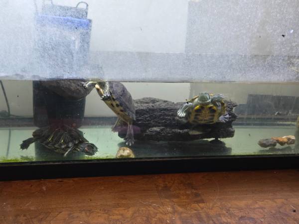 Turtles (Gresham)63826202103939120