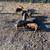 Idaho Pasture Pigs 1 thumbnail