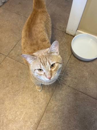 Orange Male Cat (Malaga)63761970815491121