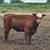 250 2nd & 3rd Calf Bred Cows 8 thumbnail