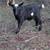 Blue Eyed Nigerian Dwarf Goats 1 thumbnail