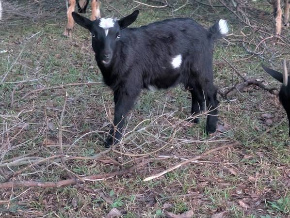 Blue Eyed Nigerian Dwarf Goats 1