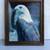 American Bald Eagle Framed Picture  Measurements are in description 1 thumbnail