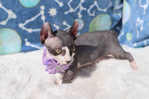 Sphynx Kittens (La Puente)63953815601539123