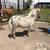 Tiny Appaloosa leopard spot colt 3 thumbnail
