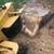 Stump Grinding-Stump Grinder- Stump Removal 9 thumbnail